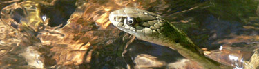 garter snake in creek